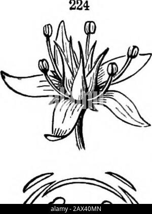 Les éléments de la botanique pour les débutants et pour les écoles . fleurs régulières, symétriques, et une aussi simple que telle une fleur pourrait bien être. On dit que les fleurs sont Parfaites (hermaphrodite), wlien fourni avec les deux types de essentiels ou-gans, c'est-à-dire avec les étamines et les pistils. Compléter, quand, en outre, ils ont les deux ensembles d'enveloppes florales, à savoir, la Fig. 221. Modèle d'un pistil simple, avec une coupure ovarienne et légèrement openedvenalement, pour montrer les ovules et leur attacliment. Pro. 222. Fleur de Sedum ternatum, un Stonecrop. FIQ. 223. Parties de même, deux de chaque type, .séparées et affichées Banque D'Images