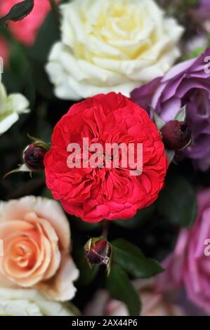 Bouquet floral de différentes roses multicolores. Rose rouge par David Austin. Fond floral pour la fête des mères, la Saint-Valentin, International Women's Banque D'Images