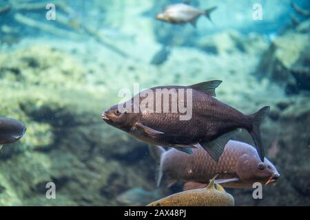 Abramis brama sous l'eau, Bream nager sous l'eau Banque D'Images