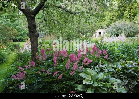 Malus - Crabapple arbre sous-planté de Hosta 'slit Lait et 'Queen Josephine', mauve Astilbe 'False spirea' fleurs dans jardin privé arrière-cour. Banque D'Images