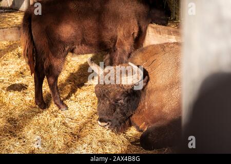 BOS bison pose dans le foin, bison gros plan photographie Banque D'Images