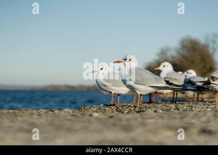 Larus delawarensis debout sur un mur, Gull à bec annulaire photographie de gros plan Banque D'Images