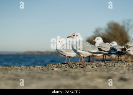 Larus delawarensis debout sur un mur, Gull à bec annulaire photographie de gros plan Banque D'Images