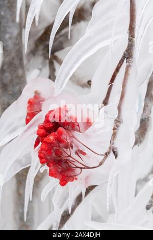 Les baies américaines de cendres de montagne (Sorbus americana) enfermées dans la glace, janvier, lac supérieur, Cook Co. MN, États-Unis, par Dominique Braud/Dembinsky photo Assoc Banque D'Images