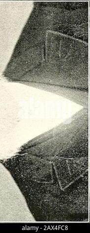 L'Annuaire Du Pulse / Rush Medical College . A Ow Banque D'Images