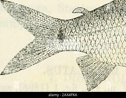 Catalogue des poissons d'eau douce d'Afrique au British Museum (Natural History) . Banque D'Images