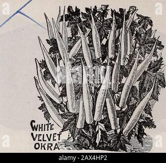 Catalogue descriptif annuel de Schvolonté : graines, arbres et plantes de haute classe . 1910 CATALOGUE DE GRAINES DE BLUFF CITY. PASTÈQUES. Nous pouvons également fournir les variétés standard suivantes, dont les descriptions sont bien connues. Prix comme suit,frais d'affranchissement payés: Toute variété, 5 c pkt.; 3 pkts., 10 c. Géorgie Rattlesnake .... Gilberts Trois-Quarts Giradeaus Imp. Favori. Kolb Gem Mountain Sweet Early Fordhook Iceberg Amélioré Dixie Lone Star Seminole Sweetheart Triumph Peerless Ou Glace Crème. . .Red Citron Martynia, pour Les Pickles—Les podsde graines de jeunes 1 et tendre font un cornichon très fantaisie. Ces gousses sont de curiousschap Banque D'Images