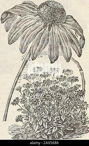 Ferme et jardin de Currie annuel : printemps 1915 . Banque D'Images