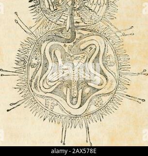 Dictionnaire de conversation à l'utilisation des dames et des jeunes personnes : ou, Complément nécessaire de toute éducation . / ÉCHINODERMES. ^^i2 Ordres. INTESTINaux, j parenchymateux. ZOPHYTES. S fil.VSSES. 11 Ordres. 2 Ordres. ACALEPHES.2 Ordres. POLYPES.3 Ordres. Ordres INFUSOIRES.2. Simples.Hjdrostatiques. ! Charnus.Gélatineux.A polyiers. J Rotifères.i Homogènes. Zoo — 303 — ZOO nous allumons rapides examinateur les carictures de rhacuno riescinq classes de Vembranchement des Zoophytes. CL vssK i)i:s kciiiiixouermes. — les animaux de Kettc^ Classe ontun intestins distinct, le llottant dan Banque D'Images