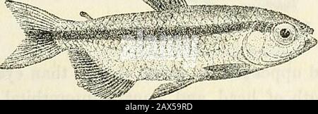 Catalogue des poissons d'eau douce d'Afrique au British Museum (Natural History) . Banque D'Images