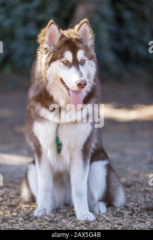 Chiot femelle rouge et blanc Alaskan Malamute Banque D'Images