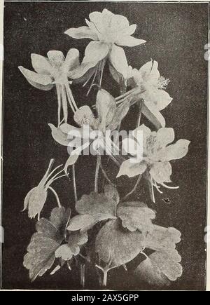 La ferme et le jardin de Currie annuels : printemps 1915 . atonica Rosea—3 pieds. Août. Comme ce qui précède dans l'habitude, mais les fleurs sont une délicate rose couleur.A. Tourbillon : 3 pieds. Une variété très dure et forte-grogningVariety, très semblable à Japonica. Mais les fleurs sont semi-doubles, sont produites dans la grande profusion et durent longtemps; couleur, blanc pur.A. Grand Charlotte—3 pieds. Une belle variété la France-pinkVariety; fleurs grandes et semi-doubles. La couleur est inhabituelle dans les plantes résistantes. Chaque 20 e ; par doz. 2,00 $. Aquilegia—Columbine.Parfaitement dure. Produire une richesse de fleurs colorées brillantes de mai à septembre Banque D'Images