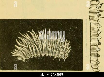 Cinquième rapport de la Commission entomologique des États-Unis, en tant qu'édition révisée et élargie du Bulletin no 7, sur les insectes nuisibles aux forêts et aux arbres ombragés . ver à lly. Selandria carycv. Norton. Ordre Hyménoptères ; Famille Tenthredinid^. Sous les feuilles, les entreprises de larves de mouche de scie couvertes de longues densesnow-white laine debout dans des masses aplaties dissimulent entièrement le ver vert, mangeant les folioles du bord extérieur vers l'intérieur, ne laissant souvent que les côtes médianes. Ces objets remarquables apparaissent occasionnellement, bien que rarement, sur le théouternut en juillet. Le ver présente TH Banque D'Images