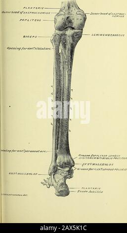 Anatomie humaine pratique [ressource électronique] : un guide de travail pour les étudiants en médecine et une référence pour les chirurgiens et les médecins . un petit vaisseau sur la surface postérieure de l'articulation cheville, entre le tendon Achilis et les tendons des muscles léperonei. Dissection—Effacer la surface postérieure du muscle tibialis posticus et suivre son tendon dans la région plantaire du pied. 61 Tibialis Postiens Musele, plaques 75, 79 à 82 inclusives, 83 et 87 à 90 inclusives, Ce muscle occupe la surface postérieure du ligament interosseux tibio-fibreux (plaque 90); la tis est attachée à la TH Banque D'Images