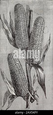 Catalogue descriptif annuel de Schvolonté : graines, arbres et plantes de haute classe . Schwills Maïs Surprise Précoce. IBIIiiBl iiimiinniiMiiiiiiiiiiiiiiiiiiiiiiiiiiiii Clarks aucun Tel maïs de sucre. Banque D'Images