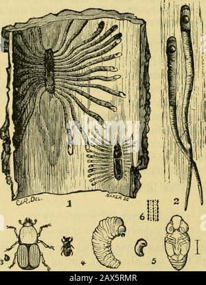 Cinquième rapport de la Commission entomologique des États-Unis, en tant qu'édition révisée et élargie du Bulletin no 7, sur les insectes nuisibles aux arbres forestiers et ombragés . les overs s'élargissent légèrement vers les bouts, qui sont 294 CINQUIÈME RAPPORT DE LA COMMISSION ENTOMOLOGIQUE. Arrondis, et ils sont grossièrement pontés. Le dessous du corps et les jambes sont recouverts de poils blancs courts. Les antennes sont longues et minces. Longueur, 12-13™. 29. Phyton pallidum (Disons). Ordre Coleoptera ; Famille Cerambycid^. Ce lougicoru a été élevé par le Dr LeConte de branches du théhickory (C. tomentosa). 30. Tillomorpha gemi Banque D'Images