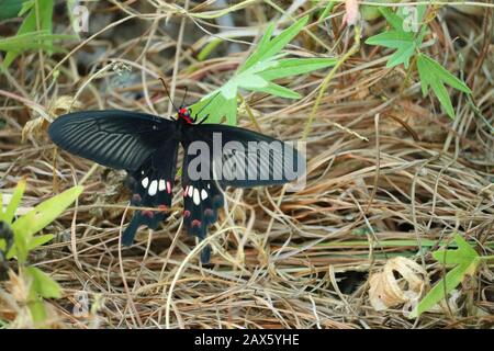 gros plan d'un insecte noir mal mâle de papillon reposant sur la plante de haricots verts, feuille en automne, papillon extérieur , ailes de papillon Banque D'Images