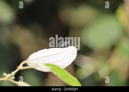 Gros plan d'une femelle maison domestique mouche insecte reposant sur la feuille de baies en été avec flou arrière-plan vintage, plein air domestique mouche insecte repos Banque D'Images