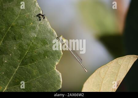 gros plan d'un visage noir d'insecte de grande antenne ( ant) pour faire face à un insecte vert mâle de libellule reposant sur une feuille d'arbre brillant avec fond vintage, o Banque D'Images