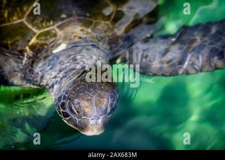 Gros plan sur la tête de la tortue verte (Chelonia mydas) avec des algues sur la coquille Banque D'Images