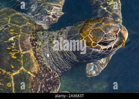 Gros plan sur la tête de la tortue verte (Chelonia mydas) avec des algues sur la coquille Banque D'Images