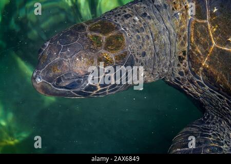 Gros plan sur la tête de la tortue verte (Chelonia mydas) avec des algues sur la coquille Banque D'Images