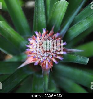 ananas dans un pot, vue de dessus image. flou doux foyer effet de rêve de plante pour le fond abstrait. concept. Bromeliad Ananas comosus. Gros plan sur Banque D'Images
