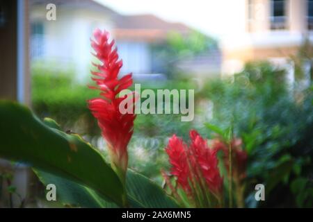 Alpinia purpurata, gingembre rouge, également appelé panache d'autruche et gingembre à cône rose. Plantes malais indigènes avec fleurs d'hodouche sur rouge vif long Banque D'Images