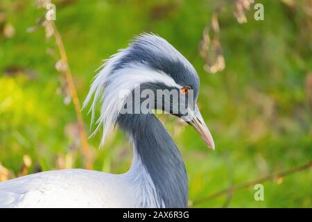 Gros plan d'une grue Demoiselle avec de longues plumes blanches coulure du coin de ses yeux Banque D'Images