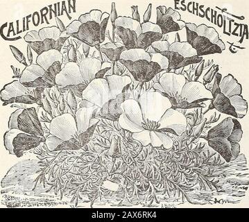Ferme et jardin de Currie annuel : printemps 1915 . NICF KIUTKT DUIULIS PIXK. 72 CURRLE FRÈRES COMPANY, MILWAUKEE, WIS.. 10 10 10 10 -k&ML-ESCHSCHOI/TZIA—California Poppy. Des plantes extrêmement belles et sans fleurs. Sow Seed a ouvert la frontière pendant Le Trajet et juin, où il est prévu de se délacer, car ils ne sement pas de sable. Pkt. Carmin King—Carmine rose à l'intérieur et à l'extérieur de Dainty Queen—Pale crème ombragée rose, plus profonde vers les bords Bush Eschsoltzia (Hunnemannia)—Pousse environ 2 féethigh, avec de grandes fleurs en forme de tulipe jaune vif, dont les pétales sont crindés comme le satin écrasé 5 Ème Banque D'Images