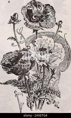 Catalogue descriptif annuel de Schvolonté : graines, arbres et plantes de haute classe . où ils doivent fleurir. Pavot, Carnation—Double; mixte; superbe; de manyvariétés; deux pieds. PKT, 5 Pavot, Schwills Superbe, grandes fleurs doubles, inchaque couleur, magnifique sous forme. PKT, 4 Pavot, Shirley—Les belles fleurs sont simples et semi-doubles; belles en couleur, de cramoisi blanc pur et profond; brillant et brillant comme la soie. PKT, 4 Le pavot, nouveau Brillant—Comprend non seulement tous les coqueet les coquelicots simples décrits, mais aussi un certain nombre d'autres sortes spécialement achetées pour ce mélange, y compris le dingsom Banque D'Images