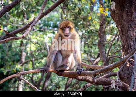 Singe marocain assis sur une branche d'arbre Banque D'Images