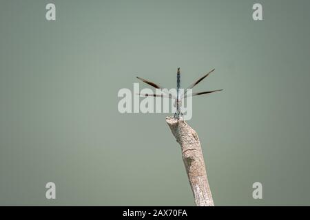 Dragonfly Perché sur un bâton au-dessus de l'eau dans City Park, la Nouvelle-Orléans, Louisiane Banque D'Images