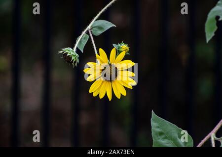 Une jolie fleur de tournesol jaune vif avec un bourgeon derrière et une autre fleur qui l'a déjà perdue pétales accrochés sur une tige avec quelques feuilles contraa Banque D'Images