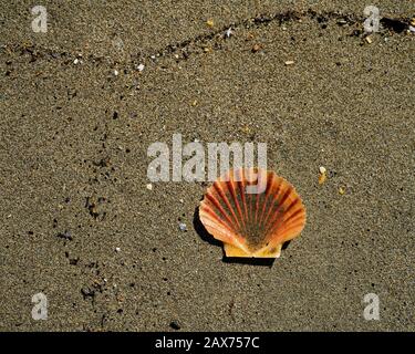 La moitié d'une coquille de pétoncle bivalve s'est lavée sur une plage, Motueka, Nouvelle-Zélande. Banque D'Images