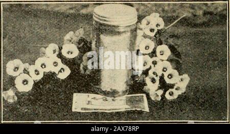 Glanings dans la culture des abeilles . Le miel de peigne en vrac dans le verre est attrayant. 546 GLANINGS DANS LA CULTURE DES ABEILLES prix plus bas, ne vendra pas. Des ours?, lateron ceux qui obtiennent à utiliser le miel et l'habitude d'acquiesthe de sorte qu'ils deviennent des cus-tomers réguliers acheter les ingallons de miel extrait de la plaine et même plus grandes boîtes. Ce miel provient de la campanula blanca.J'ai adopté les bocaux de trois onces, de la demi-livre et de la livre. Situatedas Je suis, les grandes tailles montrent trop de rupture, à la fois sur les empties expédiées ici et sur les bocaux complets que j'expédier. Holquin, Cuba... Les abeilles et les fleurs de Campanilla en sont tirées. Un échantillon Banque D'Images