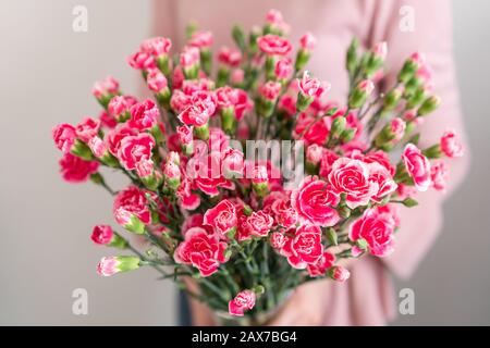 Pétales de carnation en spray rose dans la main de la femme. Fleurs inhabituelles dianthus . Motif fleur de printemps Banque D'Images