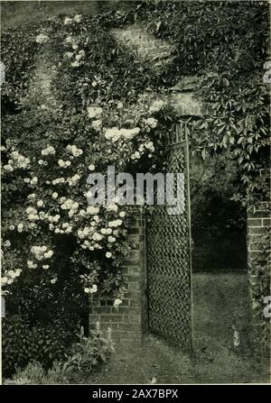 Roses pour les jardins anglais . DUNDEE UAMBLER [AYISHIN), SUR UNE ARCHE DE JARDIN. DUXniilL kAMl;LI:lx un UNE PASSERELLE DE JARDIN. Les ARCHES de roses ET LES ARBARRS 47 sont mieux visibles et appréciés séparément. Mais dans la thecase d'une arche simple dans un mur de jardin en brique et porte de fer inondée de design très simple, comme celle dans l'illustration, la Rose est un bienvenue et a placé à juste titre l'ajout à l'image de jardin. Thesimple vieux Rose arbour, en aucun cas si souvent séenas il pourrait bien être, devrait être dans chaque jardin modeste.A Dundee Rambler sur un côté pour couvrir le sommet, et un Aimee Vibert, ou un alba conservé à la hauteur de pilier, à cl Banque D'Images