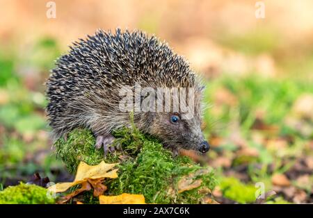 Hedgehog (nom latin: Erinaceus europaeus) gros plan d'un hérisson sauvage et indigène dans l'habitat naturel des bois, avec de la mousse verte et de l'herbe. Paysage Banque D'Images