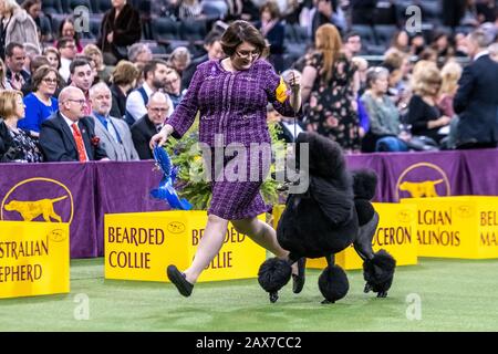 New York, États-Unis. 10 février 2020. Le Handler Chrystal Clas de Northampton, en Pennsylvanie, et son Standard Poodle Siba s'éloignent avec le prix après avoir remporté la catégorie de groupe non sportif lors du 144ème spectacle Westminster Kennel Club Dog dans le Madison Square Garden de New York. GCHP Stone Run After Tea, alias Siba, appartenant à Connie Unger et William Lee, a également remporté le meilleur de Breed pour les caniches standard plus tôt dans la journée. Crédit: Enrique Shore/Alay Live News Banque D'Images