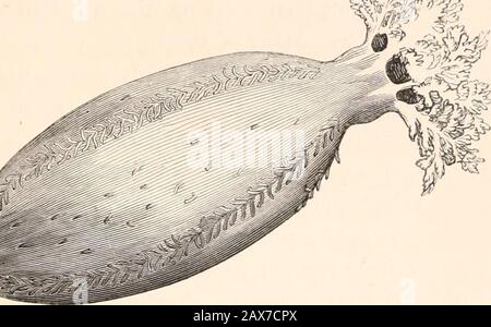 Une histoire de poissons-étoiles britanniques, et d'autres animaux de la classe Echinodermata . &lt;.i;i:t SEA-cucucuMurcit. 209 nOLOTIURTADJR. PENT ACTJE. Genre Cucumaria. Blainville. Caractère générique.—corps régulier, plus ou moins pentoangulaire, avec cinq rangs longi-tudinaux d'environ suceurs ; tentacula ten; composition d'appareils dentaires de plaques presque carrées (pas de gésier). Grande FRONDOSA DE CONCOMBRE DE MER.Cucumaria. Gunner. Caractère spécifique.—Ovate corps, brun violet foncé presque lisse d'un côté,blanc pourpre pumplish de l'autre; suces alternent, à deux rangs, en cinq lignes;tentacula pedunculate, frondose. Holothur Banque D'Images