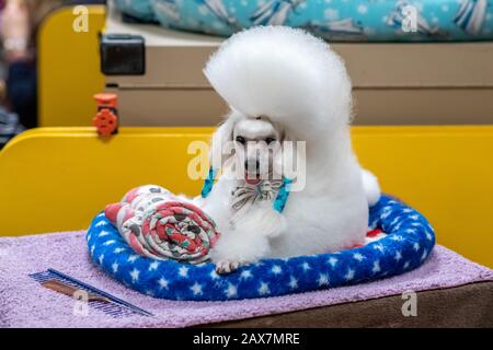 New York, États-Unis. 10 février 2020. Cami The Toy Poodle vous attend avant de participer à la catégorie Toy Group au 144ème spectacle Westminster Kennel Club Dog dans le Madison Square Garden de New York. Cami, un vétéran de 4 ans dont le nom officiel de la compétition est Smash Jp Copenhagen, a pris la 3ème place. Crédit: Enrique Shore/Alay Live News Banque D'Images