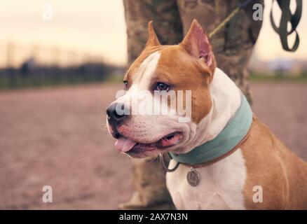 Combat Terrier brun gingembre couleur court cheveux Banque D'Images