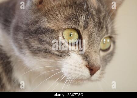 Face de chat blanc vif avec yeux verts. Banque D'Images