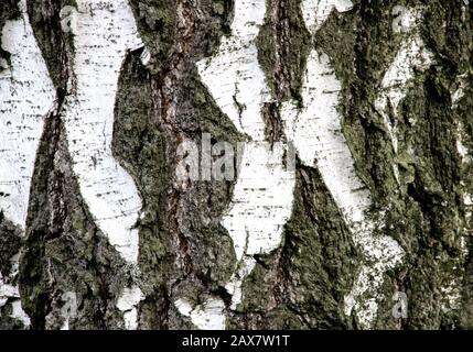 Texture de l'écorce d'un arbre, bouleau, fond de texte Banque D'Images