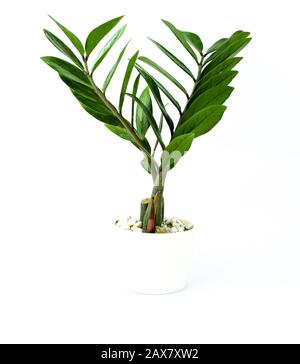Un arbre vert frais miniature dans un pot blanc devant un arrière-plan isolé Banque D'Images
