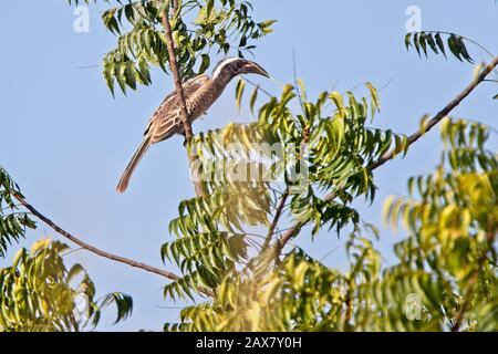 Hornbill gris africain (Tockus nasutus) femelle perchée dans un arbre, Gambie. Banque D'Images