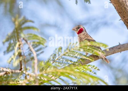 Finch à gorge coupée (Amadina fasciata), homme perché dans un arbre, Gambie. Banque D'Images