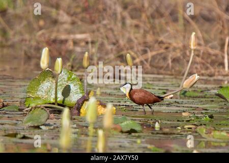 African Jacana (Actophilornis africanus) marchant sur des pads de lys, Gambie. Banque D'Images