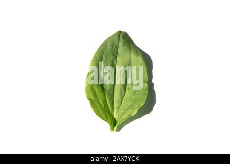 Feuille de plantain vert sur fond blanc, isolat, vert d'été Banque D'Images